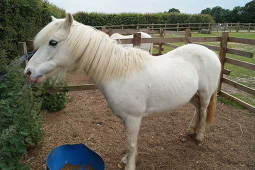 This is Smokey, one of the residents at our headquarters in Norfolk