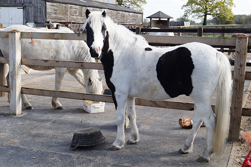 Bango during his weight loss and recovery at Redwings – he’s about a BCS 4 in this picture