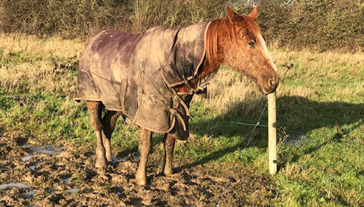 Zac pictured in his paddock before he was taken to Redwings.