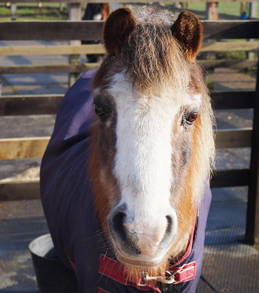 Ruby aged 32 and resident at Redwings Ada Coles