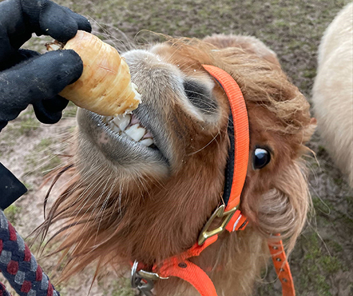 Baby Face Nelson was one of the ponies who enjoyed the donation of parsnips.