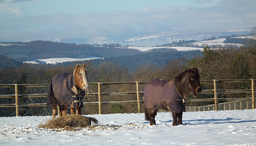 stunning snowy image taken at our Redwings SWHP centre, on the Welsh border in Monmouthshire.