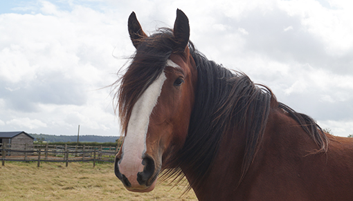 Shire horse Lady