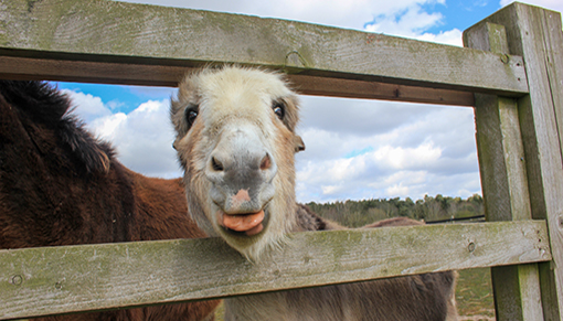 Benny from Redwings Caldecott