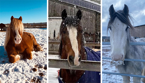 Comet, Amadeus and Wham enjoying the snow.