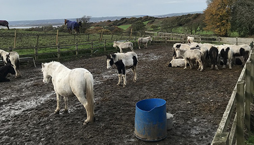 Horses photographed at Whispering Willows. Photo credit: RSPCA