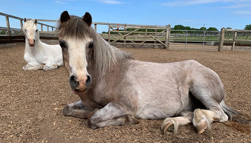 Lindy and Ruby are looking forward to seeing visitors again at Redwings Ada Cole