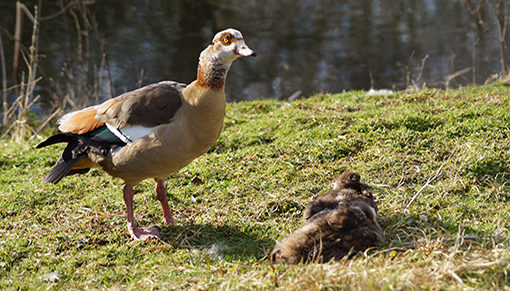 Family of Egyptian geese goslings enjoying a snooze at our headquarters in Norfolk