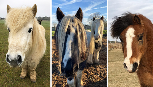 Sampson from Redwings Caldecott, Tulip and Rodney from Redwings Ada Cole, and Joey from Redwings Mountains.