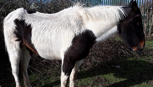 Boris was saved after he was discovered with a bramble lodged in his mouth