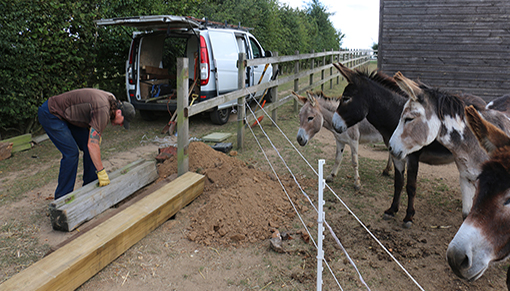 Donkeys at Redwings Aylsham overseeing the Maintenance team
