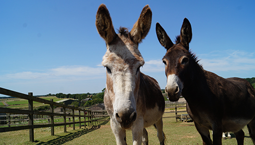 Wacko and Wiggins can't wait to see you at Redwings Aylsham!