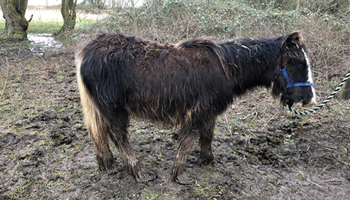 Matilda pictured at the time of her rescue