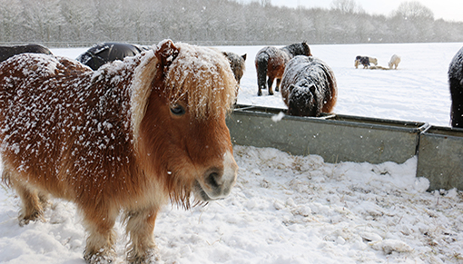 Snow settling on the back of a horse