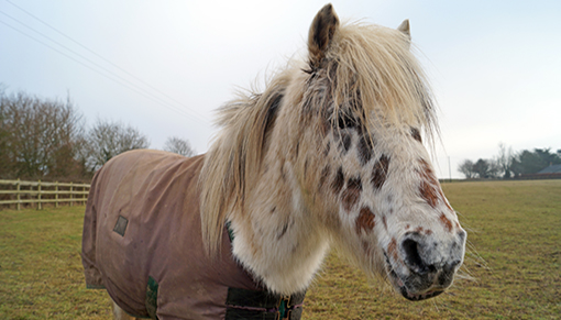 Adoption Star Cookie is a 23-year-old Native type