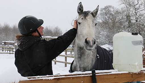 Rosie is an 11-year-old Thoroughbred cross