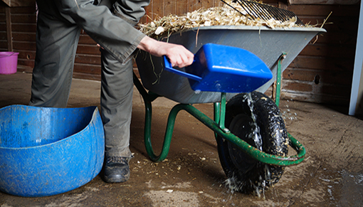 Disinfecting the stable wheelbarrow