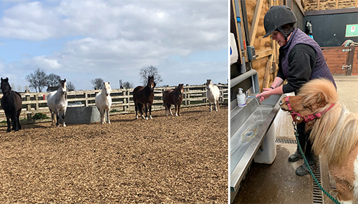 Our clever ponies at Redwings Oxhill and handwashing supervisor Baby Face Nelson!