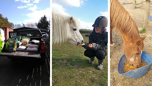 Local businesses have donated horse feed and carrots