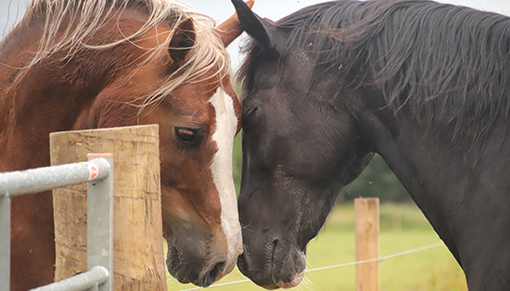 two horses noses touching each other