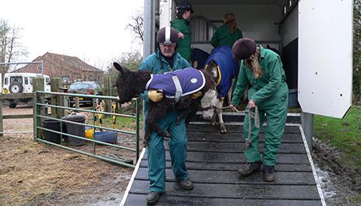 Alan and Clair helping donkeys rescued from Spindle Farm in 2008