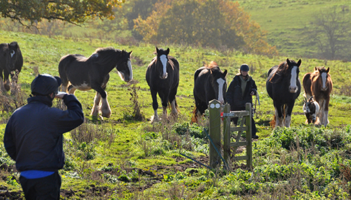 The major round-up of Shire horses in November 2017