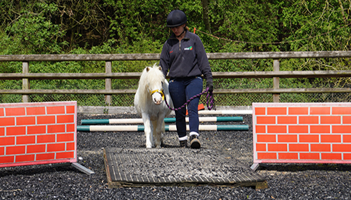 Redwings Helland undergoing training with our Rehoming team.