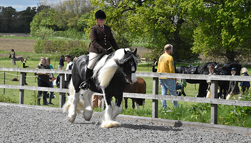 Redwings Jacob and Guardian Rebecca Wright