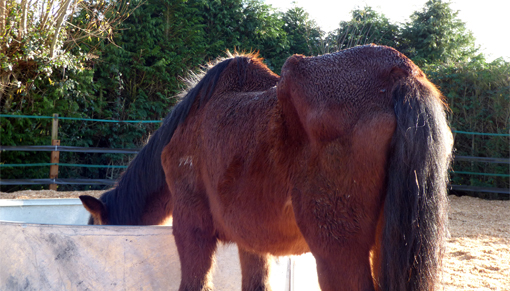 Brown horse enjoying a drink