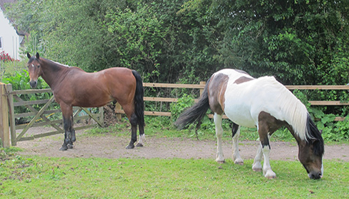 Redwings Barnaby (right) is being a wonderful companion to Henry 