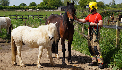 Norfolk firefighters learning how to approach nervous horses.