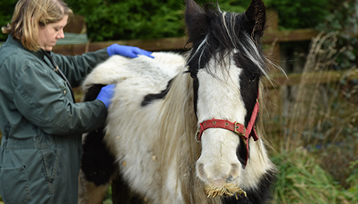 Redwings can intervene when an owner does not meet their 'Duty of Care'