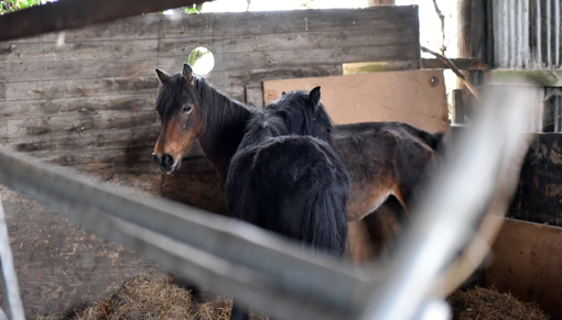 Bella and Charlie's former owner was successfully prosecuted for their neglect