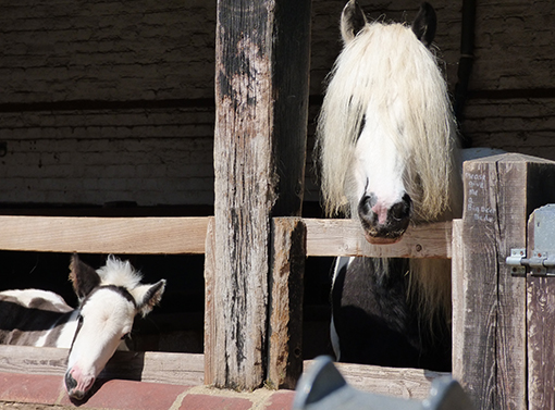 Zowie with new born foal Stardust, born four months after her mother's rescue