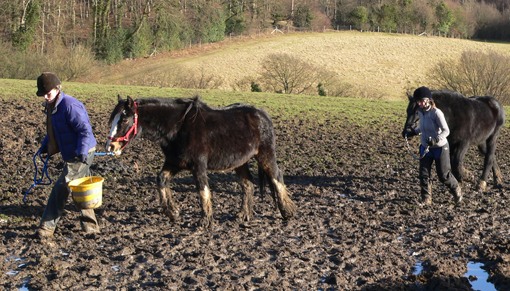 Horse and donkeys were found in appalling conditions at Spindle Farm