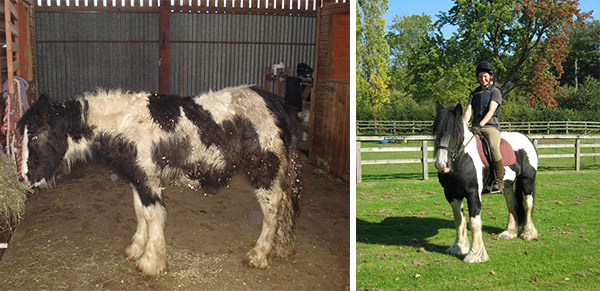 Aladdin is now training to be the Schoolmaster at Redwings' Rehoming Centre in Norfolk