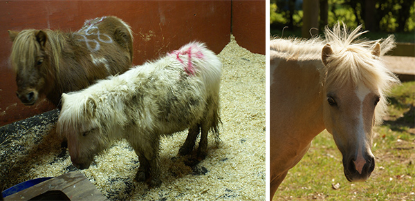 Thumbelina was a traumatised youngster when she arrived at Redwings