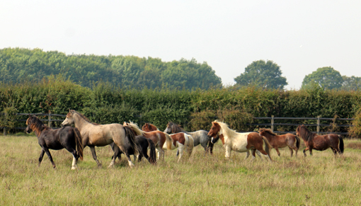 Bodmin Moor ponies living happily at Redwings
