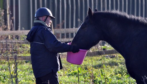 Concerns were raised for the welfare of the horses with the onset of winter