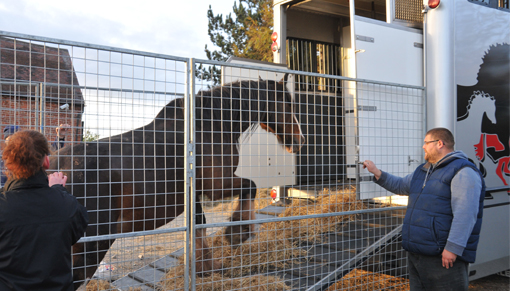 Loading the horses onto our horseboxes