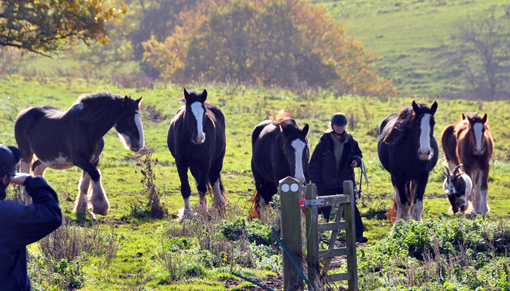 Kidderminster rescue of 19 Shire horses