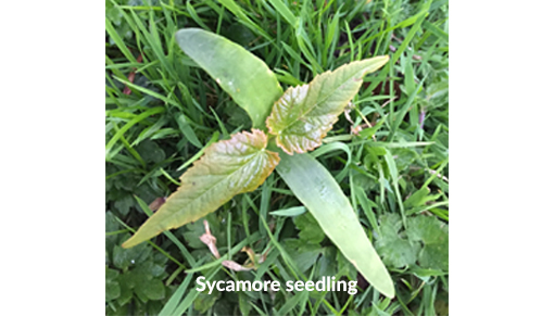 Sycamore seedling