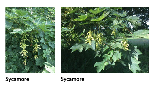 Sycamore on the tree