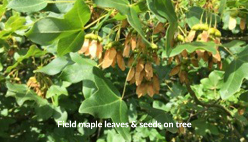 Field maple leaves and seeds on trees