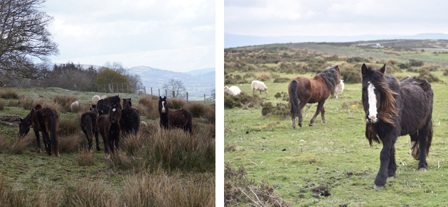 Ponies on Llangynidr and Gelligaer commons