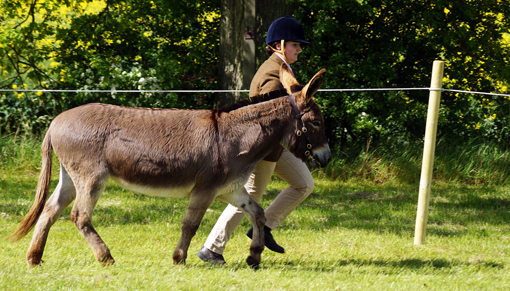 Reserve Champions Zoe Norton and Romanhill Dilly Daydream