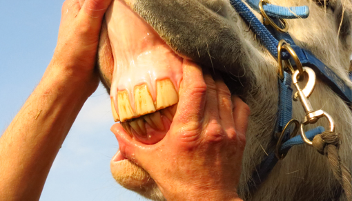 Horse's teeth