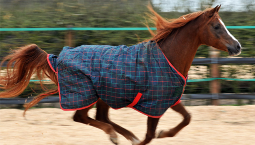 Galloping brown horse wearing rug