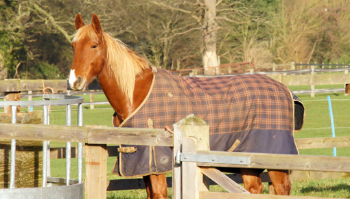 Horse wearing rug in field