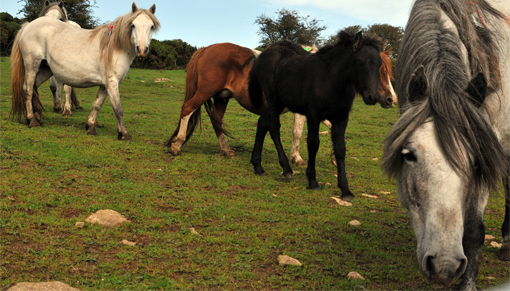 Ponies in a field